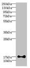 Iron-Sulfur Cluster Assembly 2 antibody, CSB-PA769773LA01HU, Cusabio, Western Blot image 