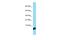 General Transcription Factor IIH Subunit 5 antibody, PA5-70178, Invitrogen Antibodies, Western Blot image 