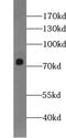 Zinc Finger Protein 23 antibody, FNab09669, FineTest, Western Blot image 