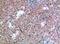 CMRF35-like molecule 7 antibody, A10132, Boster Biological Technology, Immunohistochemistry frozen image 