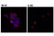 T-Box 21 antibody, 14307S, Cell Signaling Technology, Immunocytochemistry image 
