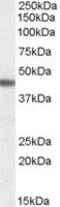 Adrenoceptor Beta 3 antibody, TA303277, Origene, Western Blot image 