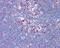 Thymidylate Synthetase antibody, 48-685, ProSci, Immunohistochemistry frozen image 