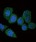 Acyl-CoA Synthetase Long Chain Family Member 4 antibody, abx031624, Abbexa, Western Blot image 