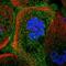 Transmembrane Channel Like 5 antibody, NBP1-83697, Novus Biologicals, Immunocytochemistry image 