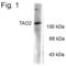 TAO Kinase 2 antibody, PA1-4643, Invitrogen Antibodies, Western Blot image 