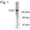 TAO Kinase 2 antibody, PA1-4643, Invitrogen Antibodies, Western Blot image 