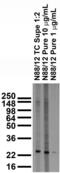 LDLR chaperone MESD antibody, 73-129, Antibodies Incorporated, Western Blot image 