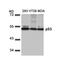 p53 antibody, 79-530, ProSci, Western Blot image 