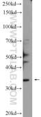 ATPase family AAA domain-containing protein 1 antibody, 16882-1-AP, Proteintech Group, Western Blot image 
