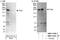Dynamin Binding Protein antibody, NBP1-71830, Novus Biologicals, Western Blot image 