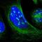 GSG1 Like antibody, NBP1-81340, Novus Biologicals, Immunofluorescence image 