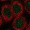 Gamma-glutamylcysteine synthetase antibody, NBP1-81840, Novus Biologicals, Immunofluorescence image 