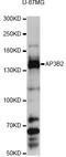 Adaptor Related Protein Complex 3 Subunit Beta 2 antibody, LS-C748834, Lifespan Biosciences, Western Blot image 