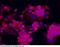 PIWIL2 antibody, 100543-T10, Sino Biological, Immunohistochemistry frozen image 