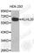 Kelch Like Family Member 20 antibody, A3418, ABclonal Technology, Western Blot image 