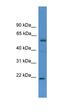 Interferon Regulatory Factor 6 antibody, orb330010, Biorbyt, Western Blot image 