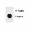 Inhibitor Of Nuclear Factor Kappa B Kinase Subunit Beta antibody, F48797-0.4ML, NSJ Bioreagents, Dot Blot image 