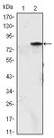 Myogenic Differentiation 1 antibody, AM06516SU-N, Origene, Western Blot image 
