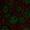 E4F Transcription Factor 1 antibody, NBP2-56386, Novus Biologicals, Immunofluorescence image 