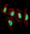 Nuclear Factor I C antibody, 58-230, ProSci, Immunofluorescence image 