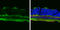 ATP Synthase F1 Subunit Alpha antibody, GTX101741, GeneTex, Immunohistochemistry frozen image 