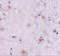 Nucleoporin 160 antibody, 4707, ProSci, Immunohistochemistry paraffin image 