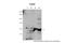 Tyrosyl-DNA Phosphodiesterase 2 antibody, 27-768, ProSci, Immunohistochemistry paraffin image 