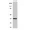 Cell Division Cycle 34 antibody, LS-C382588, Lifespan Biosciences, Western Blot image 