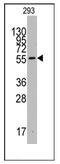 Indoleamine 2,3-Dioxygenase 1 antibody, AP12352PU-N, Origene, Western Blot image 