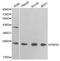 Pyrimidinergic Receptor P2Y6 antibody, PA5-76620, Invitrogen Antibodies, Western Blot image 