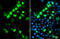 S Epitope Tag antibody, GTX128060, GeneTex, Immunofluorescence image 