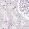 N-terminal EF-hand calcium-binding protein 2 antibody, NBP1-84001, Novus Biologicals, Immunohistochemistry paraffin image 