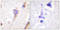 Protein Kinase D1 antibody, LS-C117817, Lifespan Biosciences, Immunohistochemistry paraffin image 