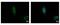 Casein Kinase 1 Alpha 1 antibody, PA5-28272, Invitrogen Antibodies, Immunofluorescence image 