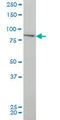 Component Of Inhibitor Of Nuclear Factor Kappa B Kinase Complex antibody, LS-C133119, Lifespan Biosciences, Western Blot image 