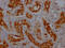 CD13 antibody, CSB-RA993633A0HU, Cusabio, Immunohistochemistry paraffin image 