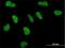 Mediator Complex Subunit 1 antibody, H00005469-M01, Novus Biologicals, Immunoprecipitation image 