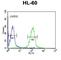 Major Histocompatibility Complex, Class II, DR Alpha antibody, abx032994, Abbexa, Western Blot image 