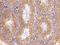 Secreted frizzled-related protein 1 antibody, 106359-T08, Sino Biological, Immunohistochemistry paraffin image 