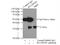 Ribonuclease H1 antibody, 15606-1-AP, Proteintech Group, Immunoprecipitation image 