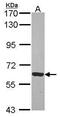 Rhotekin antibody, PA5-29931, Invitrogen Antibodies, Western Blot image 