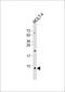 G Protein Subunit Gamma 5 antibody, 61-259, ProSci, Western Blot image 