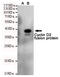 Cyclin D2 antibody, STJ99098, St John