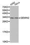 Gem Nuclear Organelle Associated Protein 2 antibody, PA5-76692, Invitrogen Antibodies, Western Blot image 