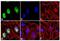 Msh Homeobox 1 antibody, 720172, Invitrogen Antibodies, Immunofluorescence image 