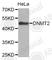 TRNA Aspartic Acid Methyltransferase 1 antibody, A7540, ABclonal Technology, Western Blot image 