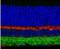 Gamma-Aminobutyric Acid Type A Receptor Gamma2 Subunit antibody, GTX31013, GeneTex, Immunohistochemistry paraffin image 