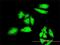 MAP kinase-interacting serine/threonine-protein kinase 1 antibody, H00008569-M05, Novus Biologicals, Immunofluorescence image 