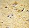 Glutathione S-transferase 5.7 antibody, LS-C166706, Lifespan Biosciences, Immunohistochemistry paraffin image 